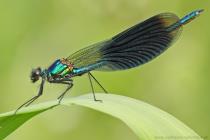 Gebaenderte Prachtlibelle
